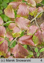 Parrotia persica (parrocja perska)