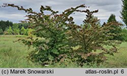 Parrotia persica (parrocja perska)