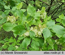 Ptelea trifoliata (parczelina trójlistkowa)