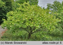 Ptelea trifoliata (parczelina trójlistkowa)