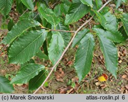 Fagus grandifolia (buk amerykański)