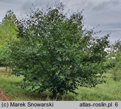 Fagus grandifolia (buk amerykański)