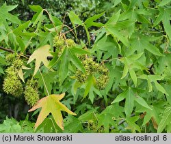 Liquidambar styraciflua (ambrowiec amerykański)