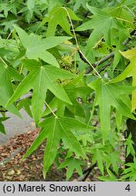 Liquidambar styraciflua (ambrowiec amerykański)