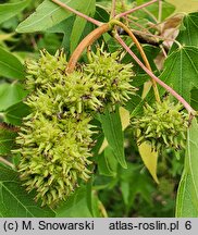 Liquidambar styraciflua (ambrowiec amerykański)