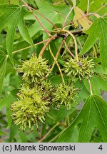 Liquidambar styraciflua (ambrowiec amerykański)