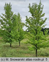 Liquidambar styraciflua (ambrowiec amerykański)