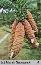 Picea jezoensis (świerk ajański)