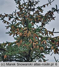 Picea jezoensis (świerk ajański)