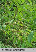 Exochorda racemosa ssp. racemosa (obiela wielkokwiatowa)