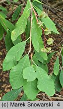 Exochorda racemosa ssp. racemosa (obiela wielkokwiatowa)