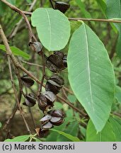 Exochorda racemosa ssp. racemosa (obiela wielkokwiatowa)