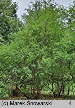 Exochorda racemosa ssp. racemosa (obiela wielkokwiatowa)