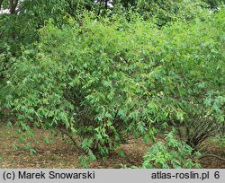 Exochorda racemosa ssp. racemosa (obiela wielkokwiatowa)