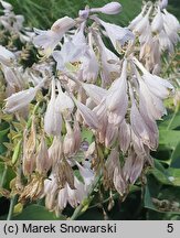 Hosta Halcyon