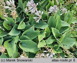 Hosta Halcyon