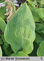 Hosta Halcyon