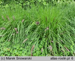 Cenchrus alopecuroides Cassian