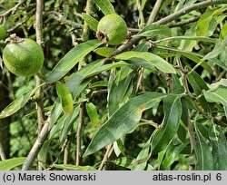 Pyrus salicifolia Pendula