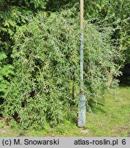 Pyrus salicifolia Pendula