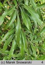 Pyrus salicifolia Pendula