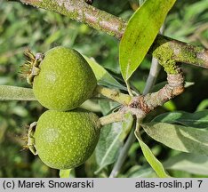 Pyrus salicifolia Pendula