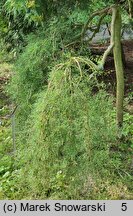 Caragana arborescens Walker