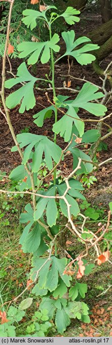 Ginkgo biloba Yellow Mist