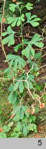 Ginkgo biloba Yellow Mist