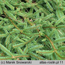 Picea abies Inversa