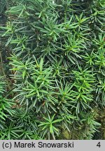 Taxus ×media Profesor Gorczyński