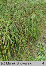 Thuja plicata Whipcord