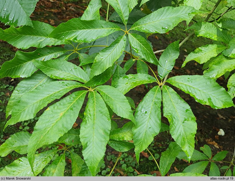 Aesculus ×mutabilis (kasztanowiec zmienny)