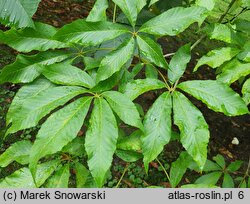 Aesculus ×mutabilis (kasztanowiec zmienny)