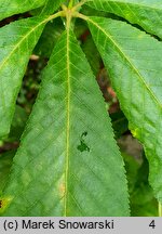 Aesculus ×mutabilis (kasztanowiec zmienny)