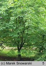 Aesculus ×mutabilis (kasztanowiec zmienny)