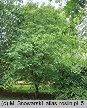 Aesculus ×mutabilis (kasztanowiec zmienny)