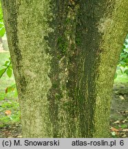 Aesculus ×mutabilis (kasztanowiec zmienny)