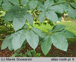 Aesculus carnea (kasztanowiec czerwony)