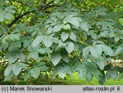 Aesculus carnea (kasztanowiec czerwony)