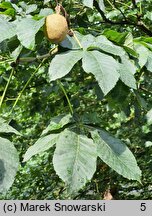 Aesculus carnea (kasztanowiec czerwony)