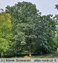 Aesculus carnea (kasztanowiec czerwony)