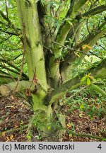 Aesculus hippocastanum Digitata