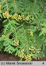 Thuja occidentalis (żywotnik zachodni)