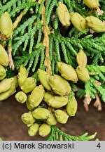 Thuja occidentalis (żywotnik zachodni)