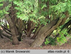 Thuja occidentalis (żywotnik zachodni)