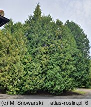 Thuja occidentalis (żywotnik zachodni)