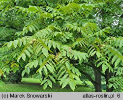 Juglans cinerea (orzech szary)