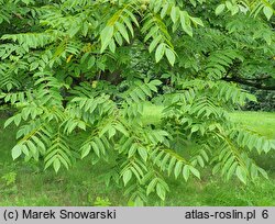 Juglans cinerea (orzech szary)