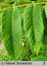 Juglans cinerea (orzech szary)